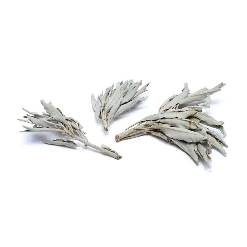 Wierook Witte Salie (Salvia Apiana)