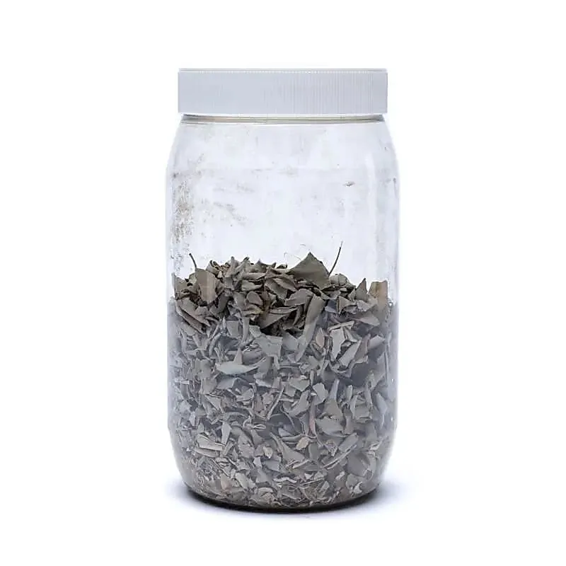 Wierook Witte Salie (Salvia Apiana) in pot