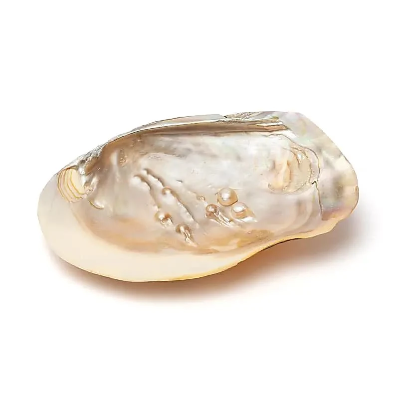 Parelmoeren schelp met parels