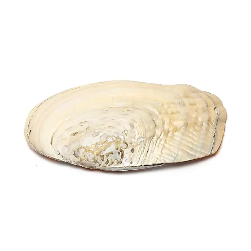 Parelmoeren schelp met parels