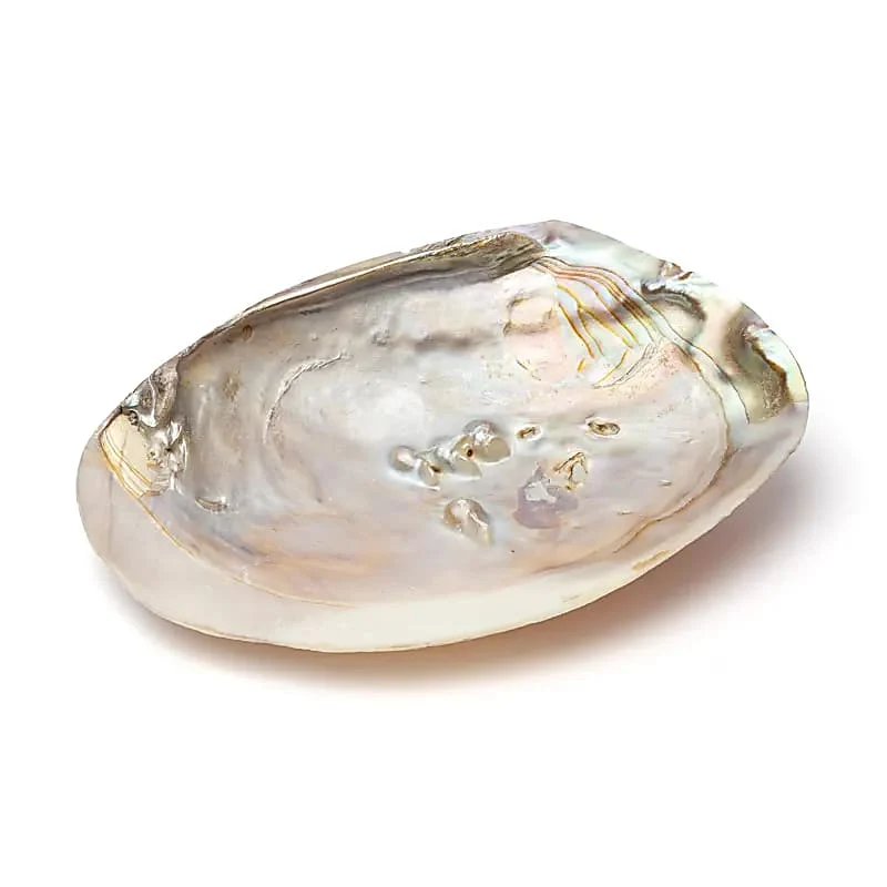 Parelmoeren schelp met parels