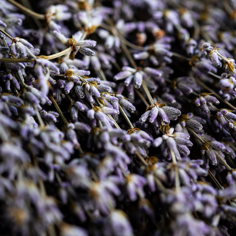 Sagrada Madre Palo Santo stokje met Lavendel