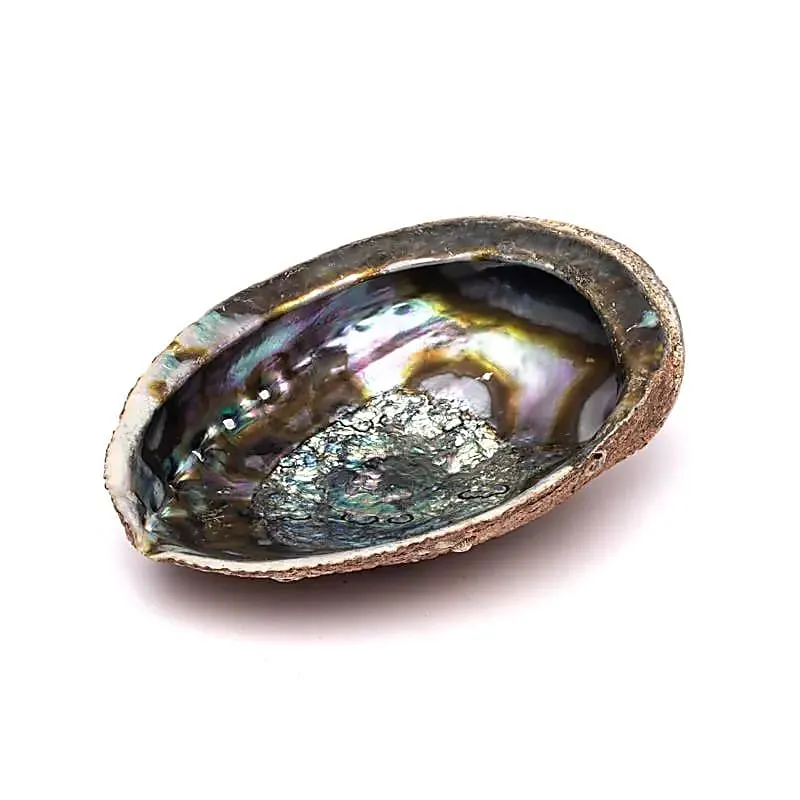 Groene Abalone smudge schelp Haliotis Fulgens L
