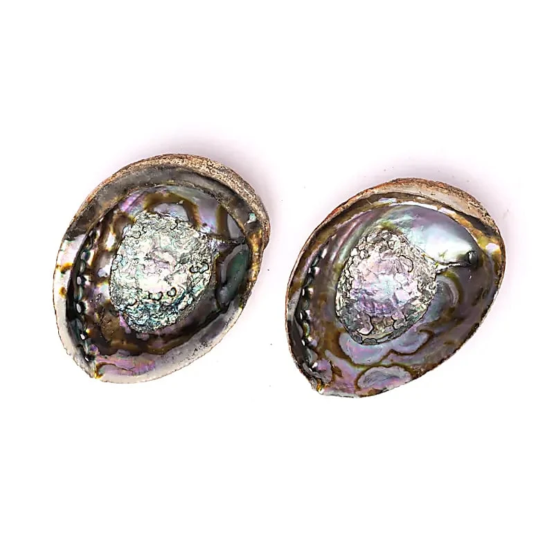 Groene Abalone smudge schelp Haliotis Fulgens L
