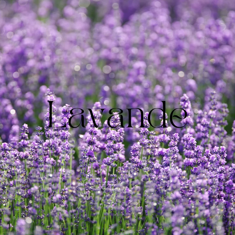 Fondants parfumés Floral et Solaire