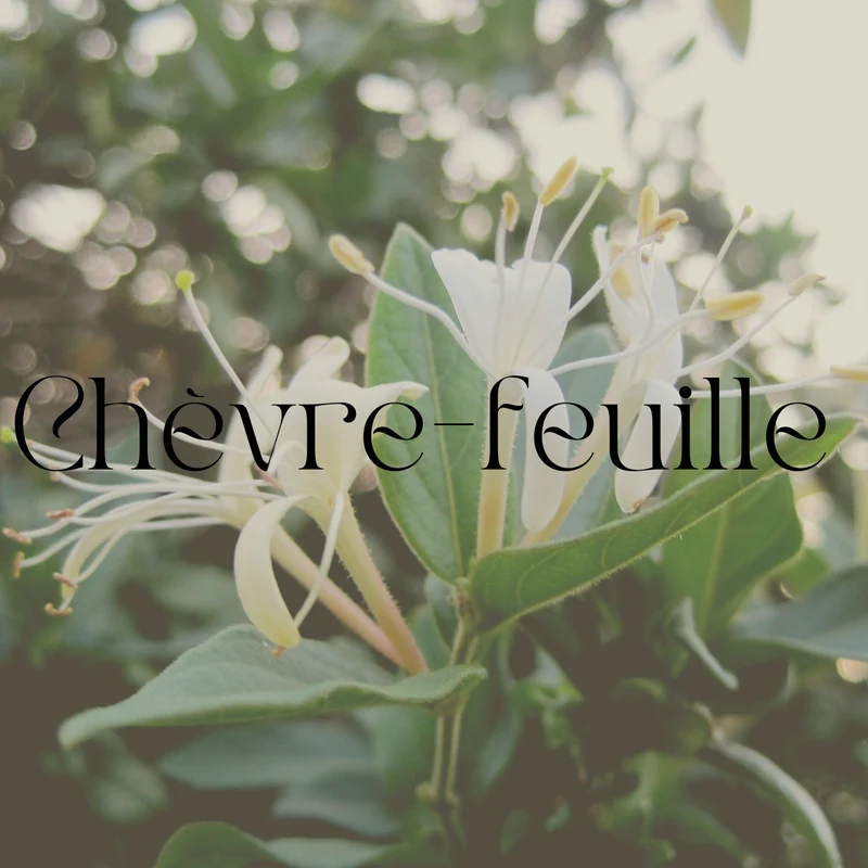 Fondants parfumés Floral et Solaire