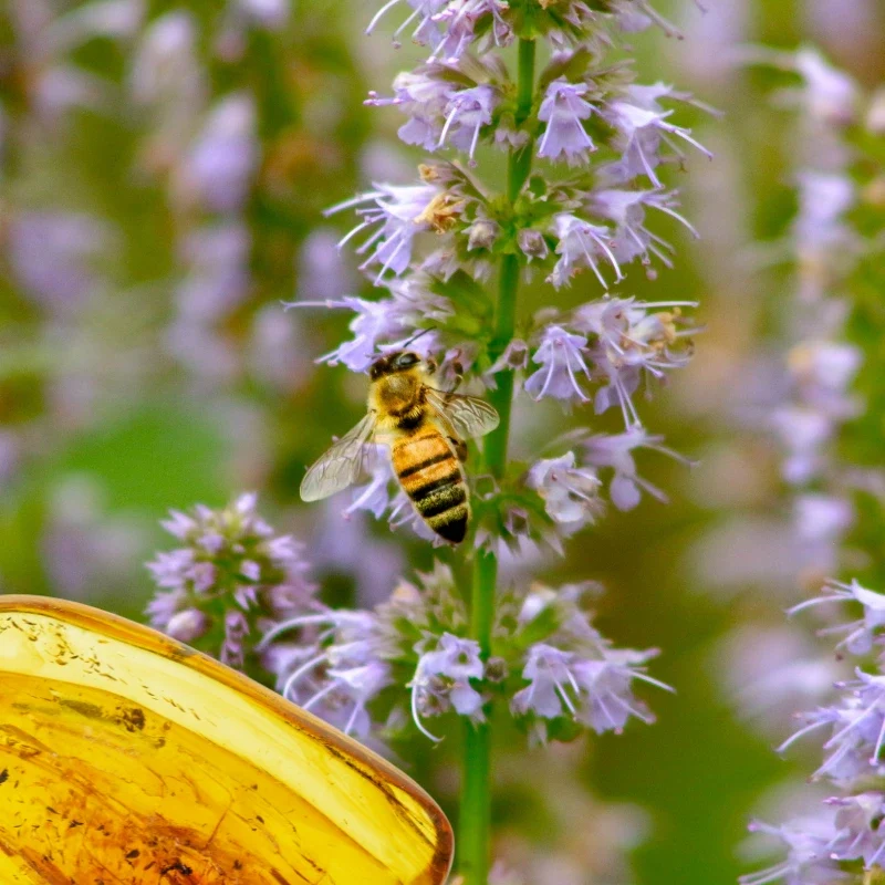Ambre Patchouli - Parfum pour bougie