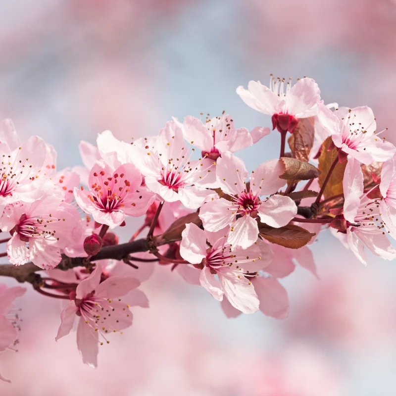Fleurs de cerisier - Parfum pour bougie