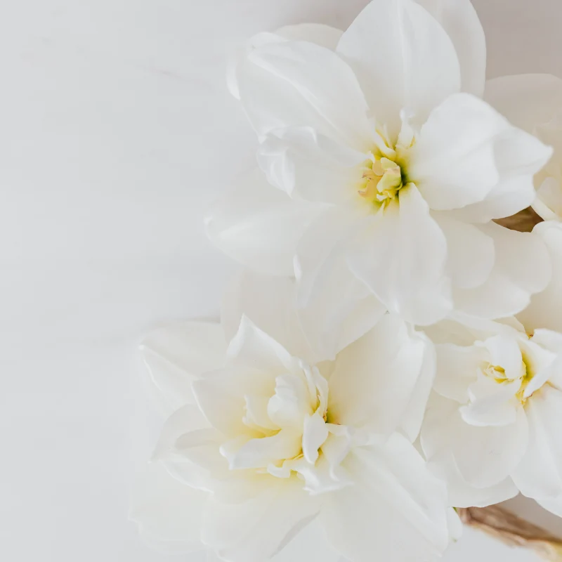 Musc blanc - Parfum pour bougie
