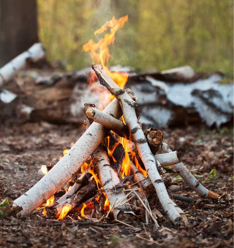 Crackling Birch - Fragrance Oil