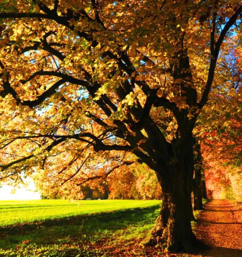 Autumn Trail - Fragrance Oil