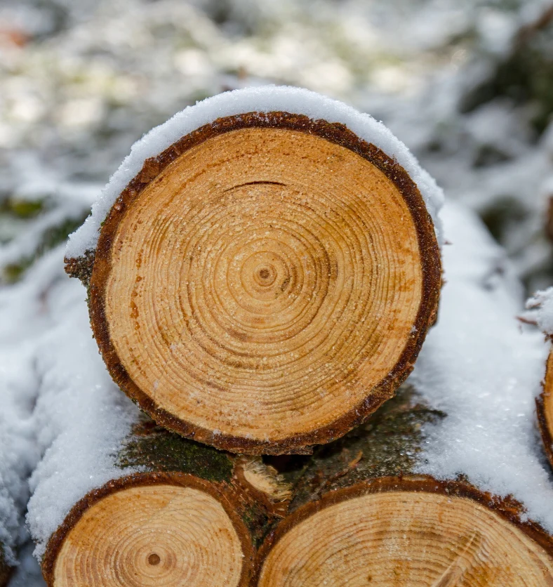 Cedar Bark & Spice - Fragrance Oil