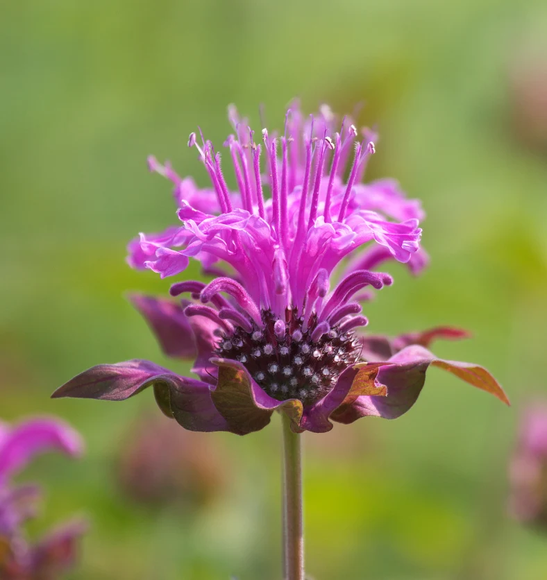 Bergamot - Italy - Essential Oil