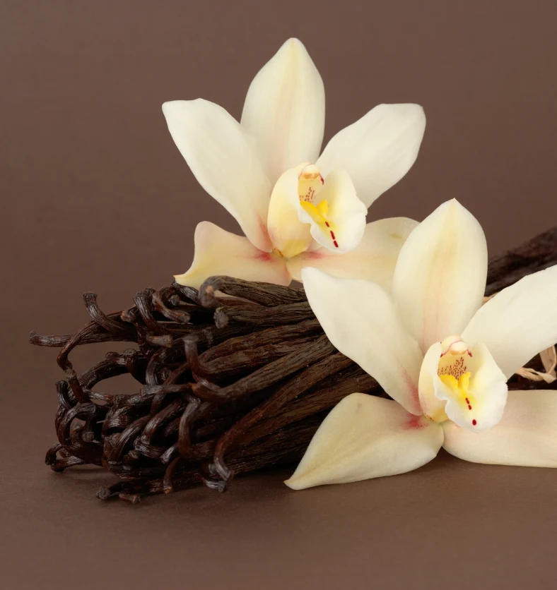 French Vanilla Soy - Fragrance Oil