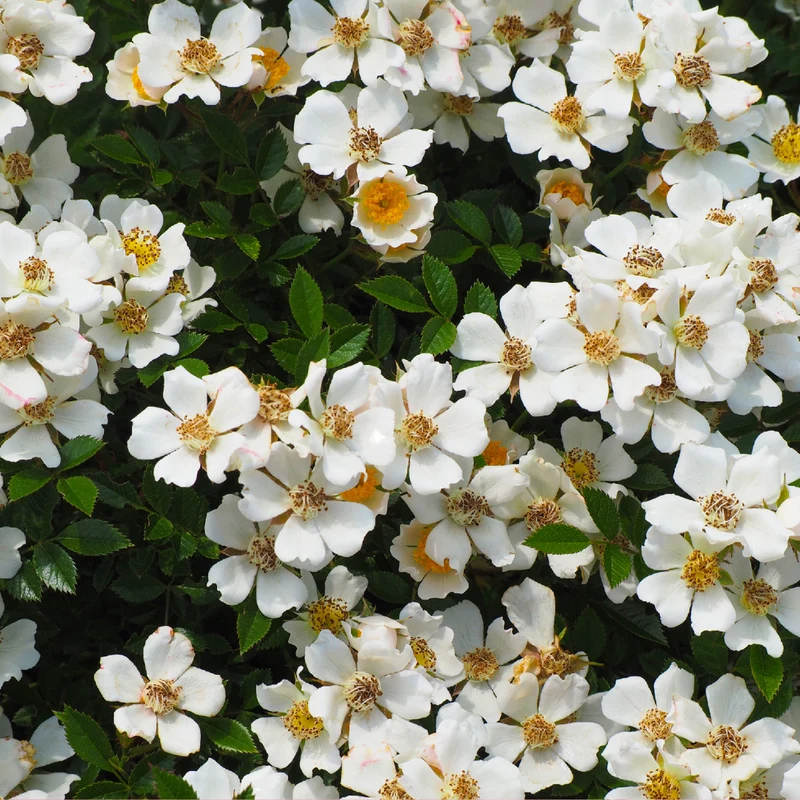 Floral Musquée - Parfum pour bougie
