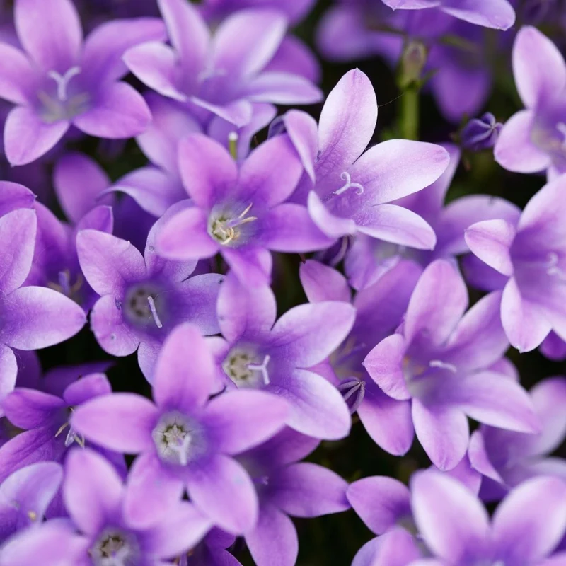 Violette - Parfum pour bougie