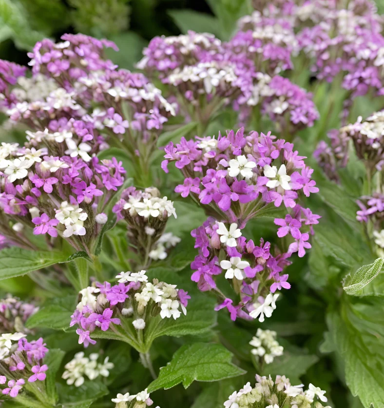 Verbena & White Thyme - Fragrance Oil