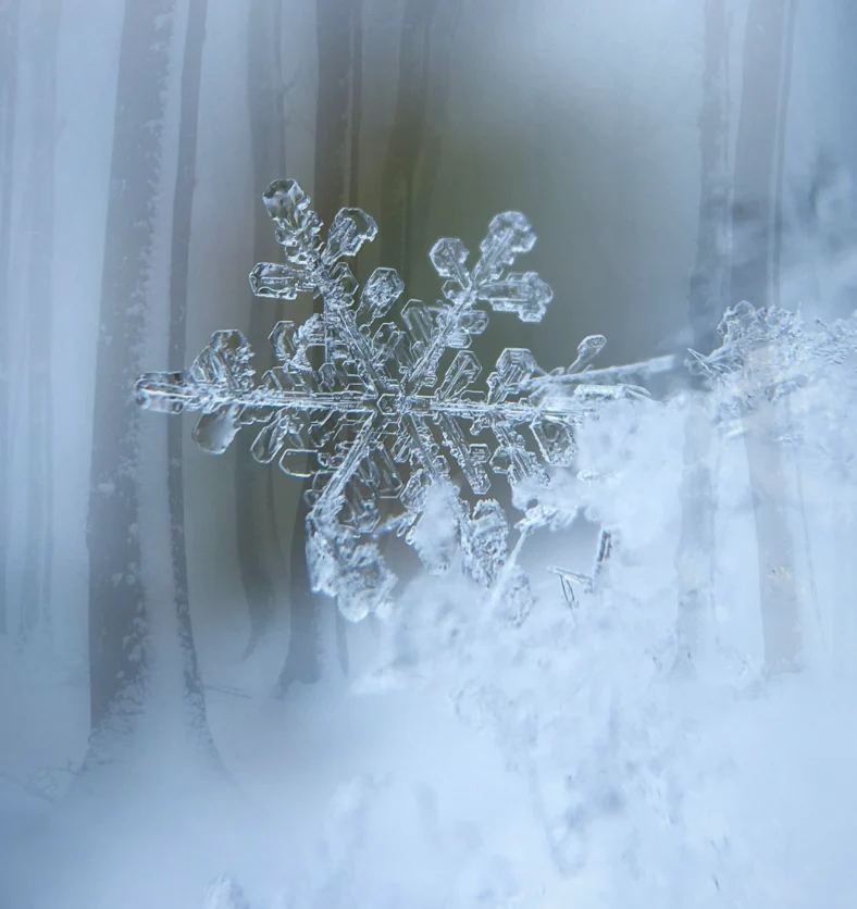 Frosted Forest - Fragrance Oil