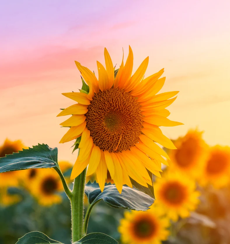 Sunflower - Fragrance Oil