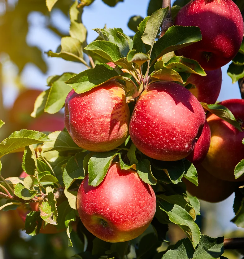 Apple Orchard - Fragrance Oil