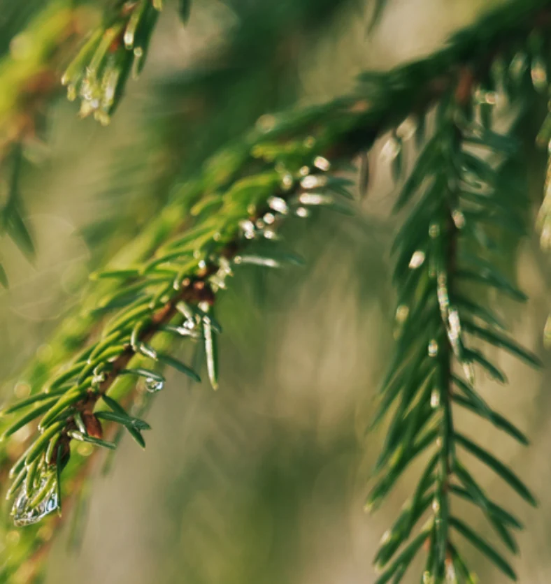 Twigs of Spruce - Fragrance Oil