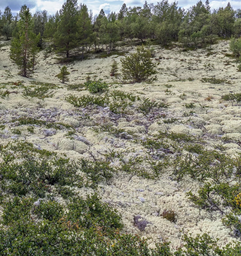 White Moss & Balsam - Fragrance Oil