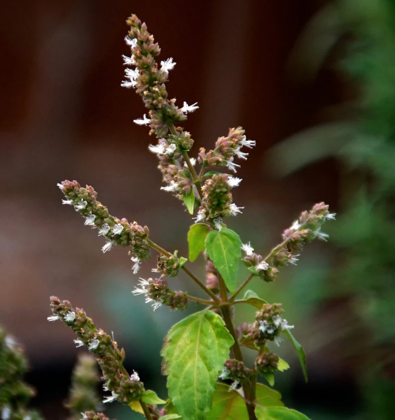 Charred Patchouli - Fragrance Oil