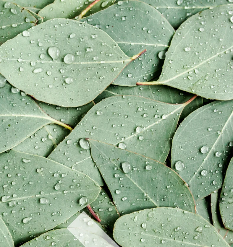 Eucalyptus - Fragrance Oil