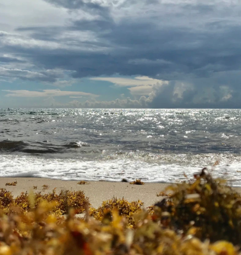 Sea Moss - Fragrance Oil