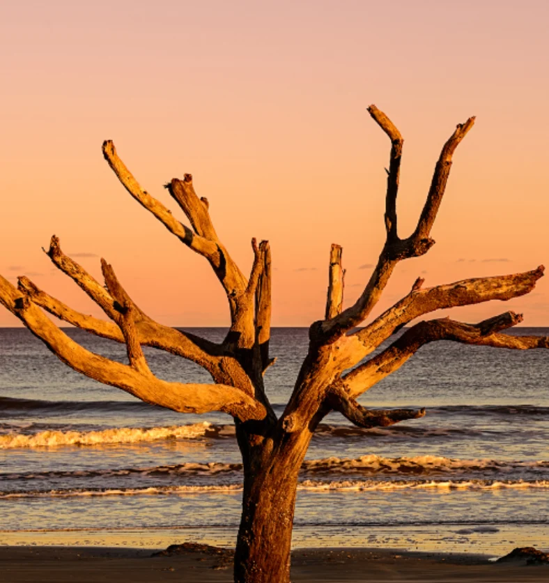Amber & Driftwood - Fragrance Oil