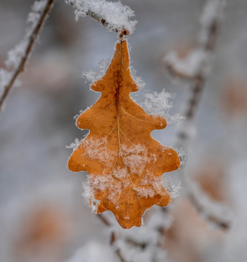 Snow Oak & Sage - Fragrance Oil
