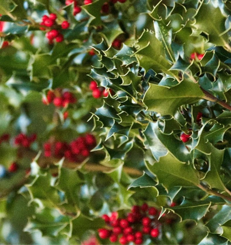 Holly & Ivy - Fragrance Oil