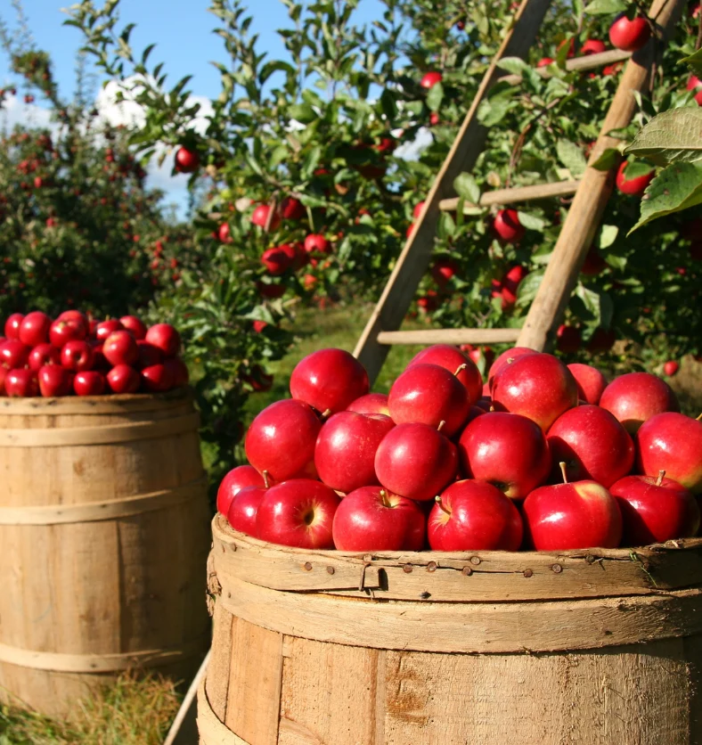 Apple Pickin' - Fragrance Oil