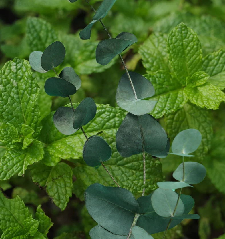 Eucalyptus Mint - Fragrance Oil