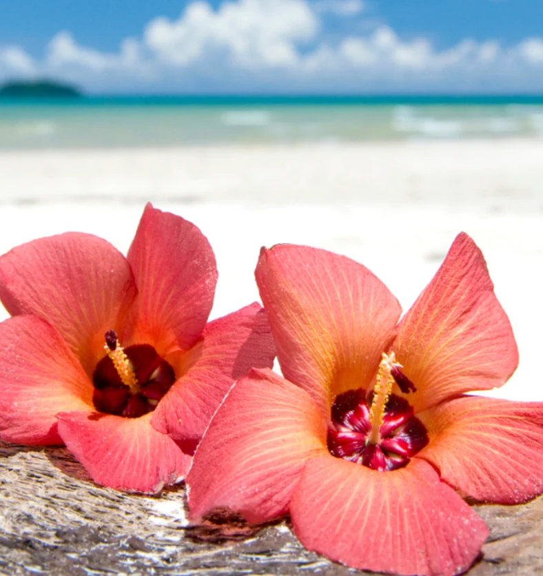 Island Hibiscus - Fragrance Oil