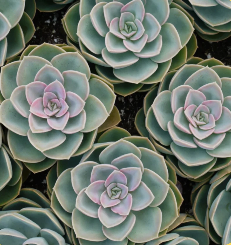Cactus - Fragrance Oil