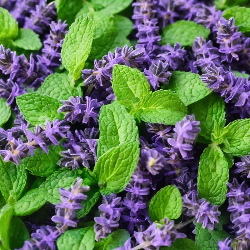 Lavender Lime and Mint - Fragrance Oil