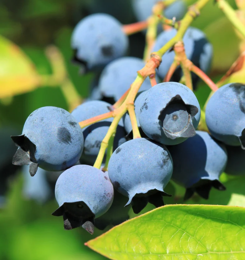 Northern Blueberry - Fragrance Oil