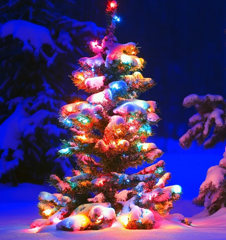 O'Christmas Tree - Fragrance Oil