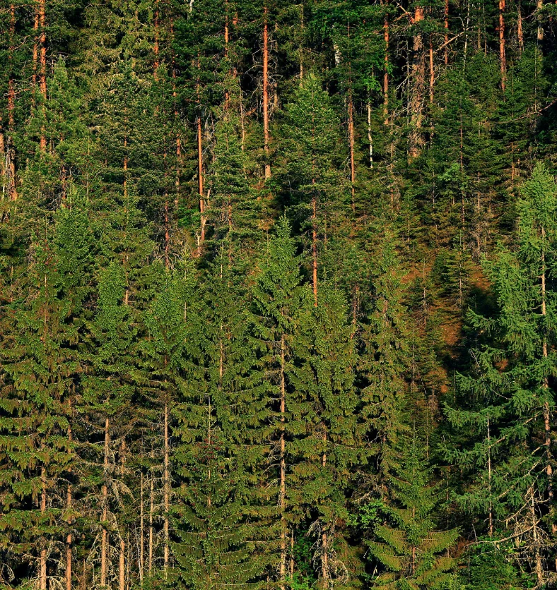 Forest of Fir - Fragrance Oil