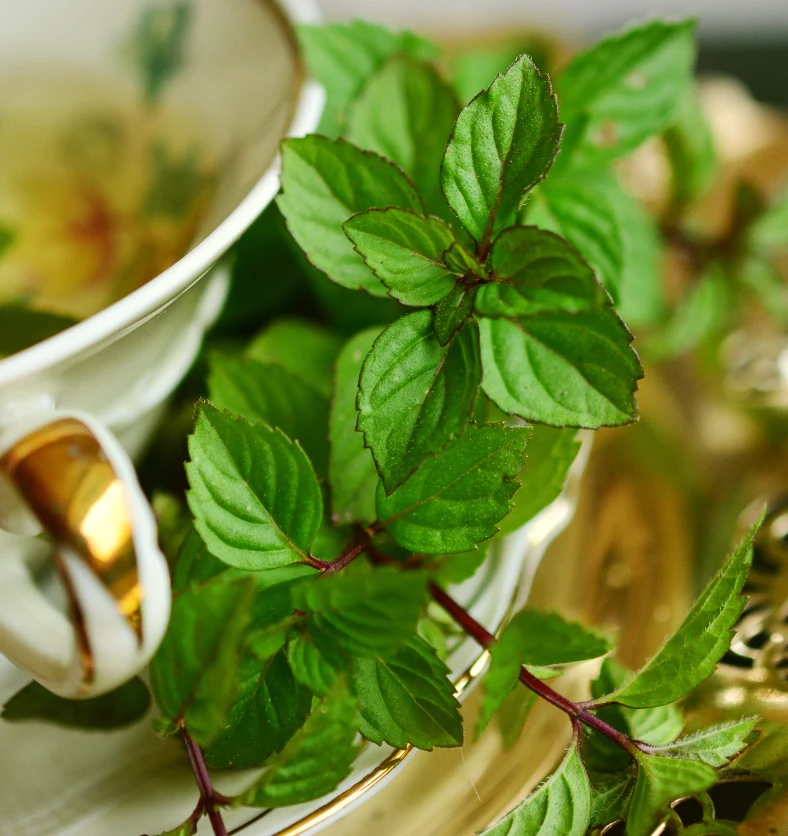Peppermint - Fragrance Oil
