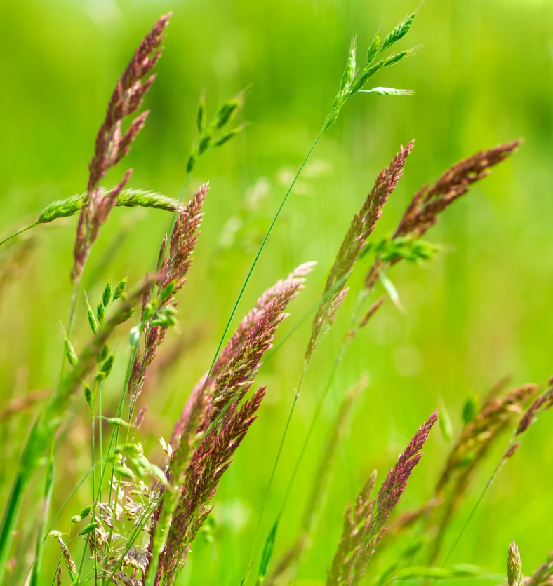 Sweet Grass - Fragrance Oil