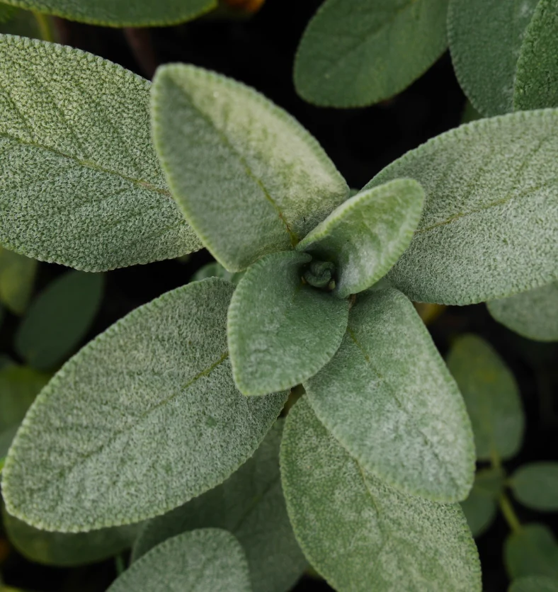 Sage - Fragrance Oil