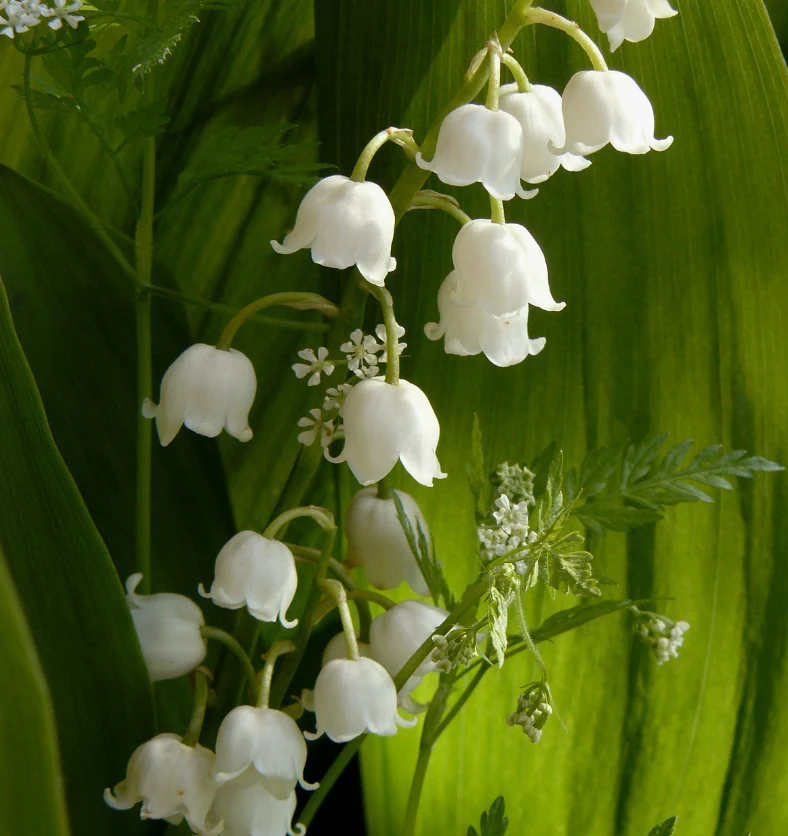 Lily of the Valley - Fragrance Oil