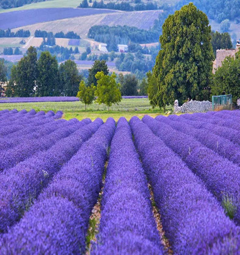 Lavender Fields - Fragrance Oil