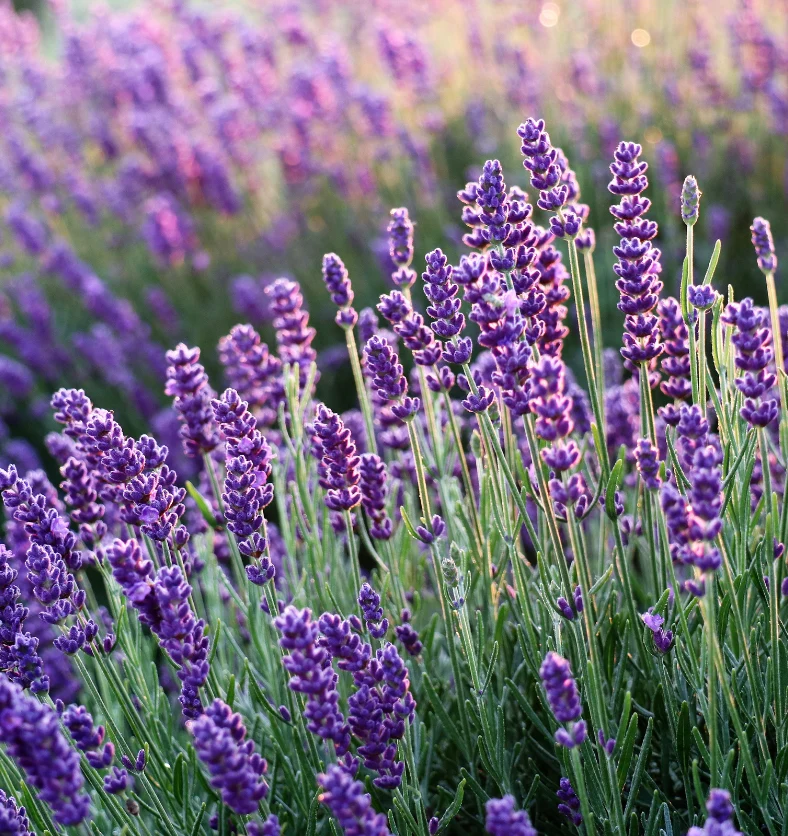 Lavender - Fragrance Oil