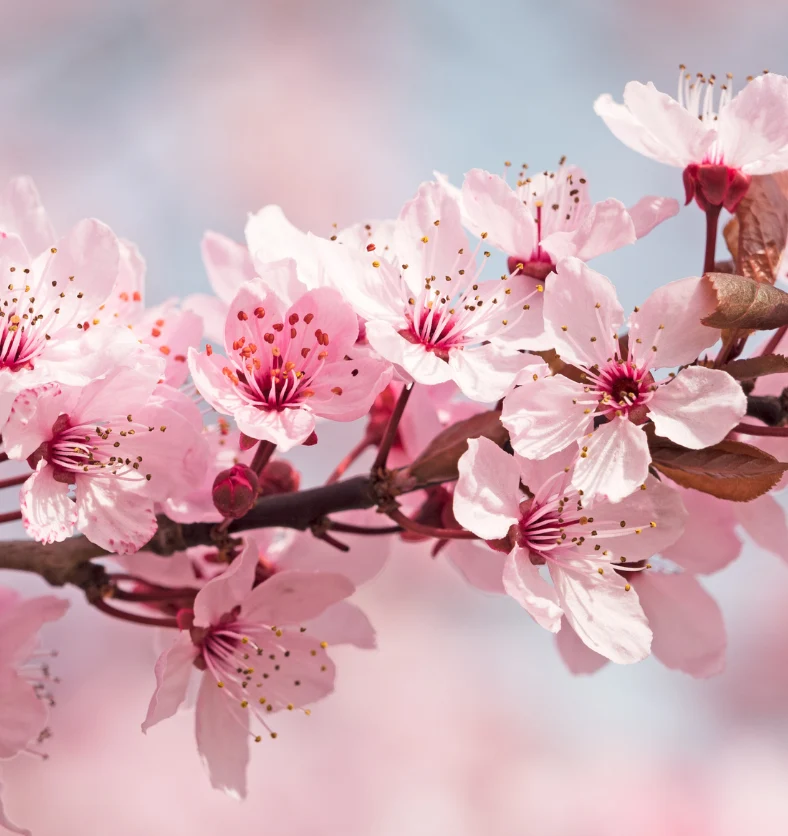 Japanese Cherry Blossom - Fragrance Oil