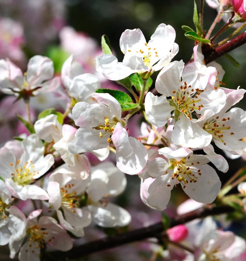 Apple Blossom - Fragrance Oil