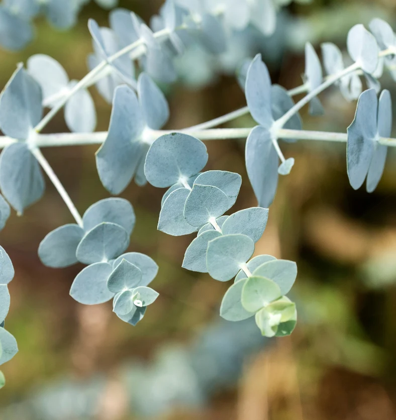 Eucalyptus - China - Essential Oil