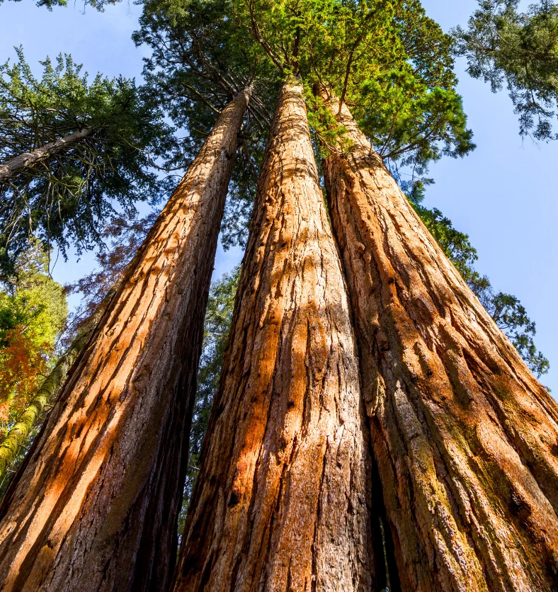 Cedarwood - Virginia - Essential Oil